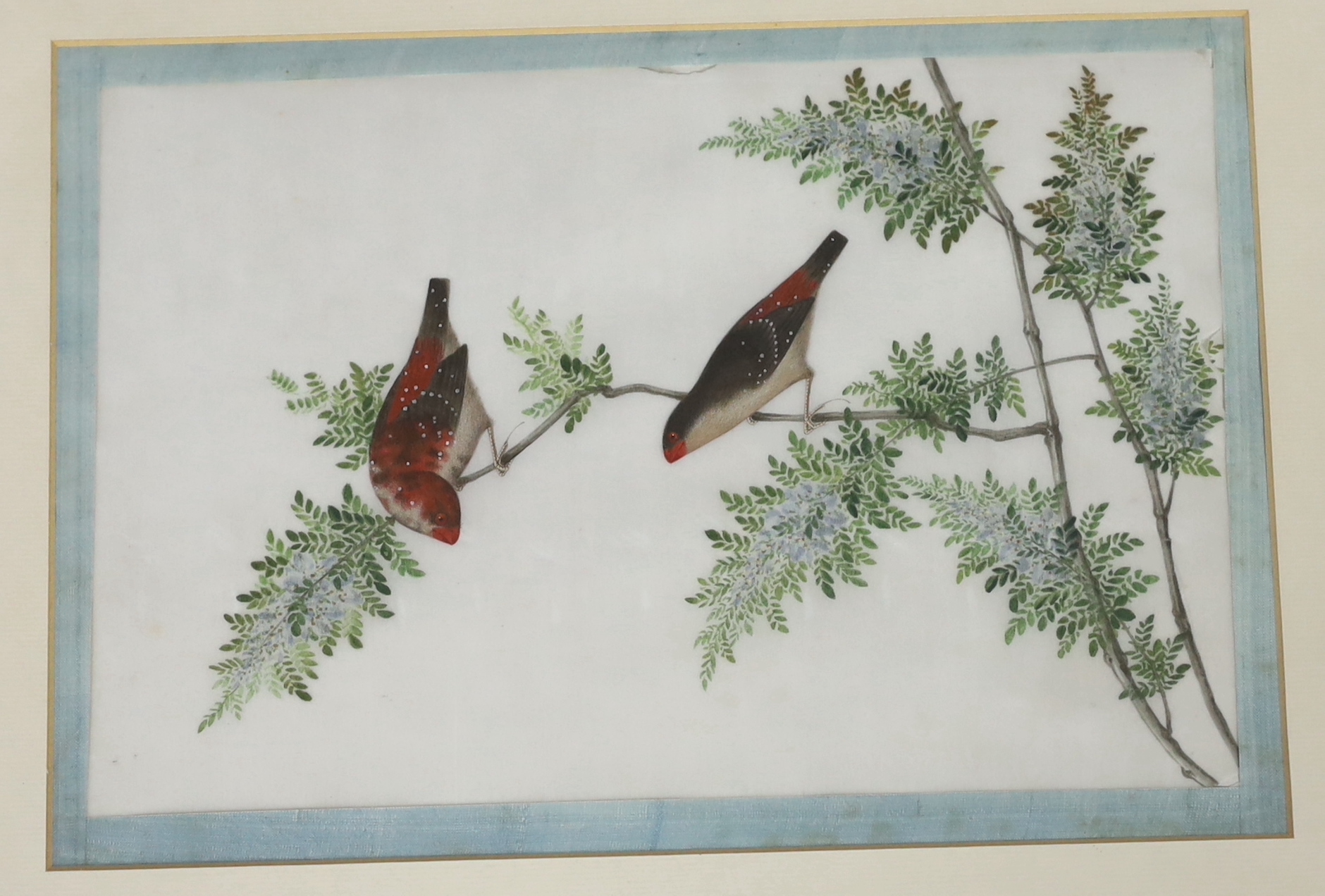 A set of thirteen Chinese pith paintings of birds perched on branches, Daoguang period (1821-50)